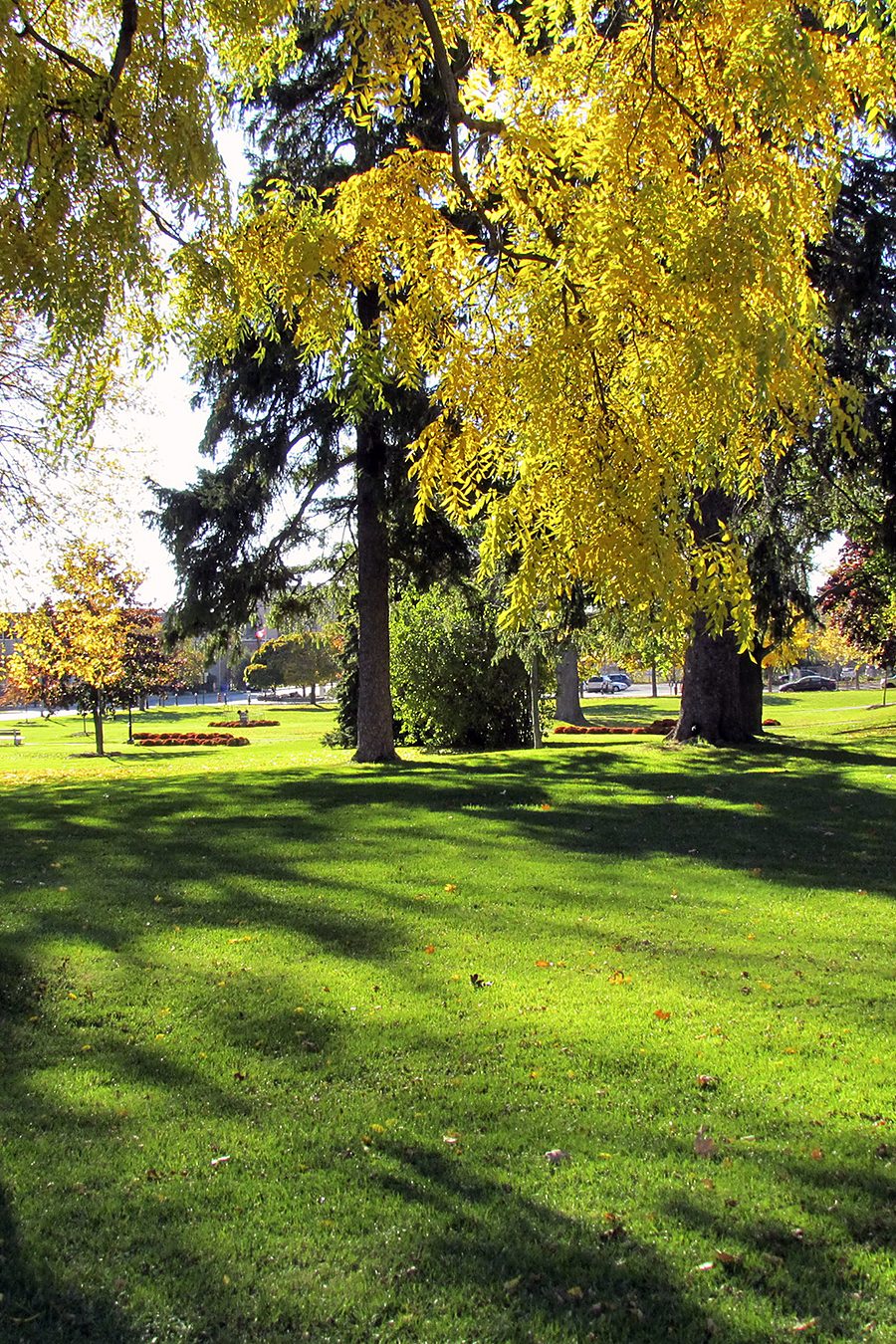 Autumn light through the trees in Victoria Park, Cobourg